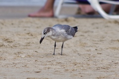 Leucophaeus atricilla