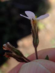 Chaenostoma floribundum
