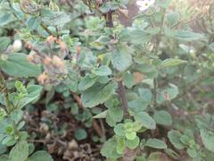 Chaenostoma floribundum