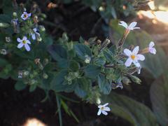 Chaenostoma floribundum