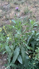 Cirsium arvense