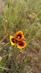 Moraea tulbaghensis