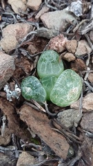 Bulbine mesembryanthemoides
