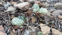 Bulbine mesembryanthemoides