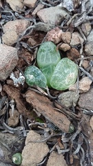 Bulbine mesembryanthemoides