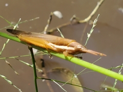 Leptysma marginicollis