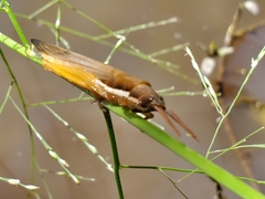 Leptysma marginicollis