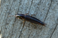Quedius umbrinus