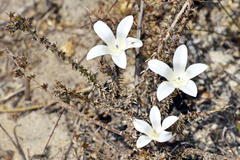 Roella arenaria