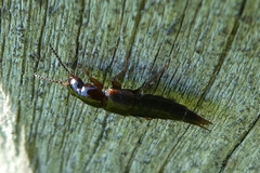 Quedius umbrinus