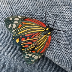 Campylotes histrionicus