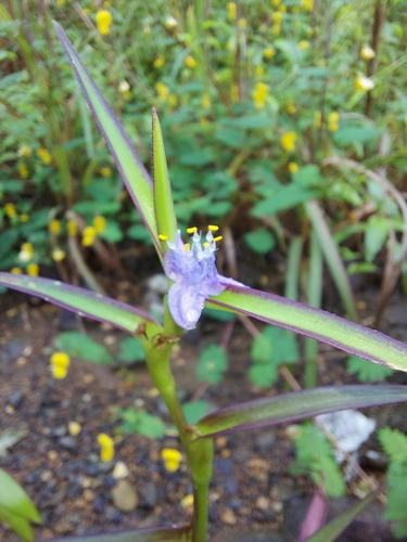 Creeping cradle plant (Cyanotis axillaris)