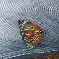 Campylotes histrionicus