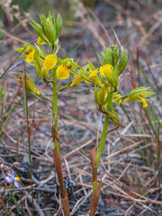 Orthochilus litoralis