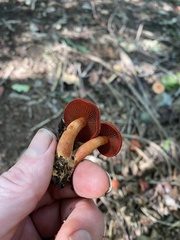 Cortinarius sanguineus