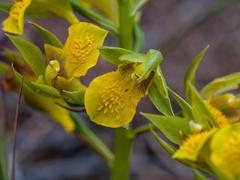 Orthochilus litoralis