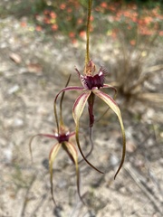 Caladenia heberleana
