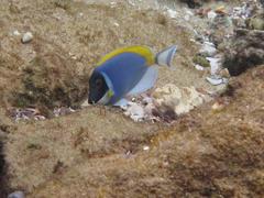 Acanthurus leucosternon