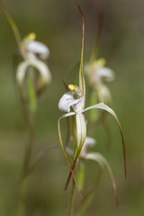 Caladenia dorrienii
