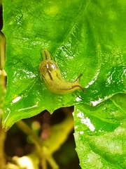 Ostracolethinae
