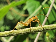 Riptortus abdominalis