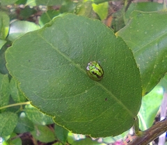 Cassida circumdata