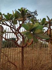 Himatanthus obovatus