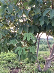 Cochlospermum religiosum