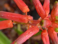 Lachenalia bulbifera