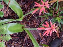 Lachenalia bulbifera