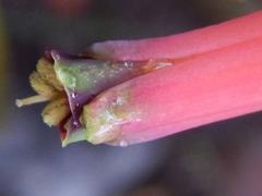 Lachenalia bulbifera