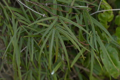 Parsonsia capsularis