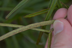 Parsonsia capsularis