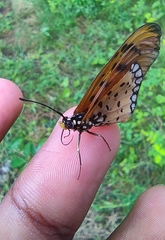 Acraea terpsicore