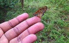 Acraea terpsicore