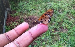 Acraea terpsicore