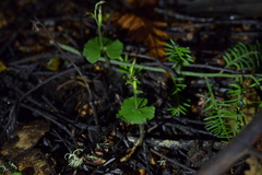 Acianthus sinclairii