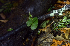 Acianthus sinclairii