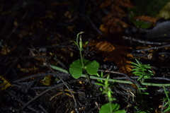 Acianthus sinclairii