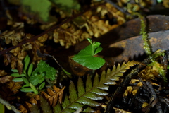 Acianthus sinclairii