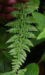 Athyrium hohenackerianum