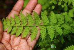 Athyrium hohenackerianum