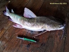 Hexanematichthys sagor