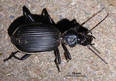 Anthia massilicata