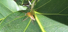 Oxyopes macilentus