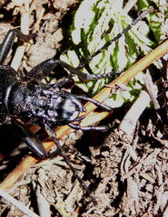Anthia massilicata