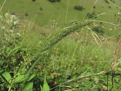 Phleum montanum