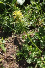 Pedicularis condensata