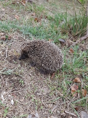 Erinaceus roumanicus