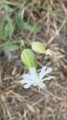 Silene latifolia